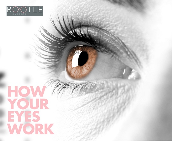 how your eyes work mob